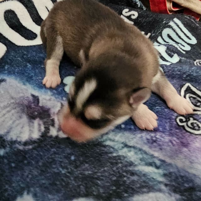 Siberian Husky Puppies media 14