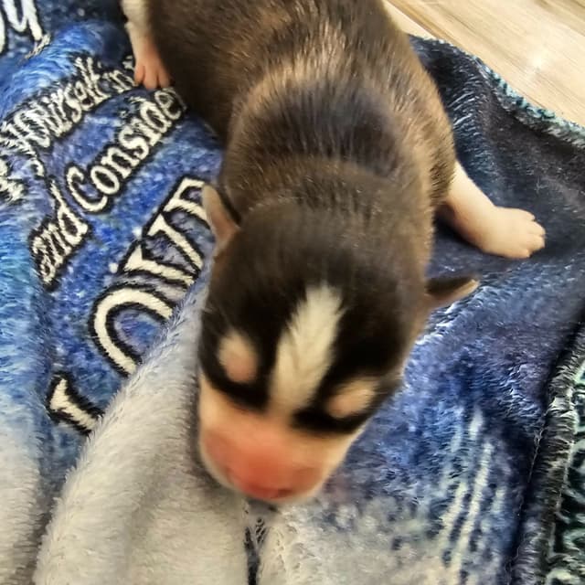 Siberian Husky Puppies media 15