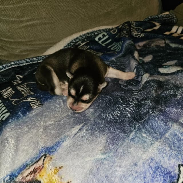 Siberian Husky Puppies media 19