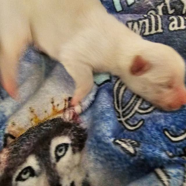 Siberian Husky Puppies media 21