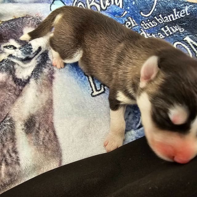 Siberian Husky Puppies media 22