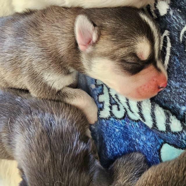 Siberian Husky Puppies media 23