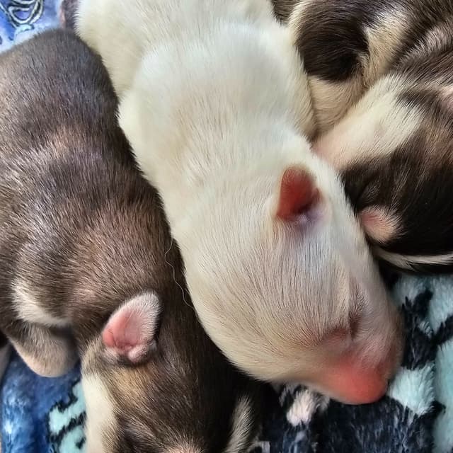 Siberian Husky Puppies media 24