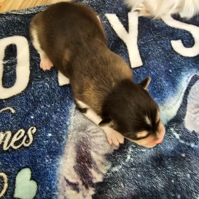 Siberian Husky Puppies media 25