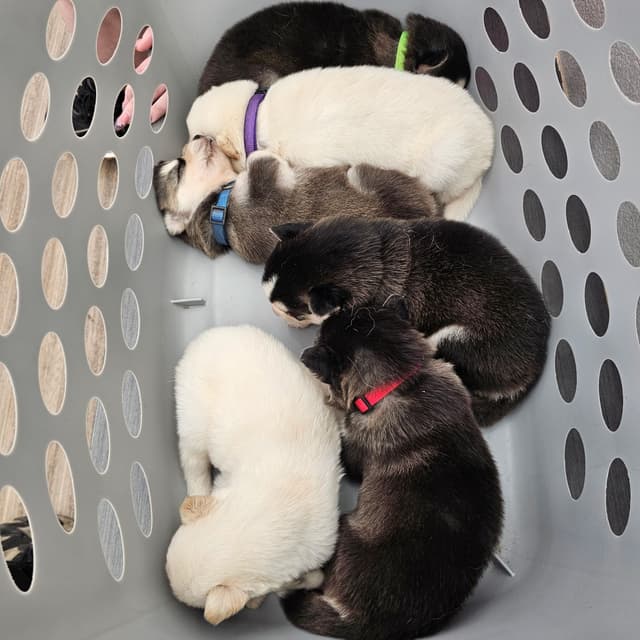 Siberian Husky Puppies media 29