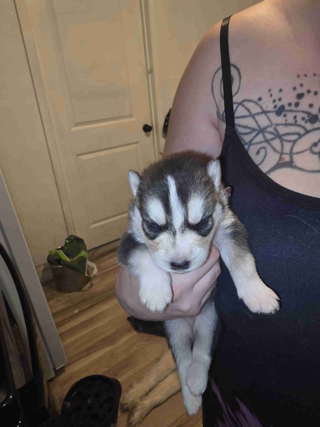 Siberian Husky Puppies media 30