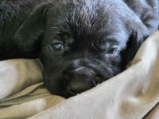 White River Retrievers Labrador Retriever Puppies media 2