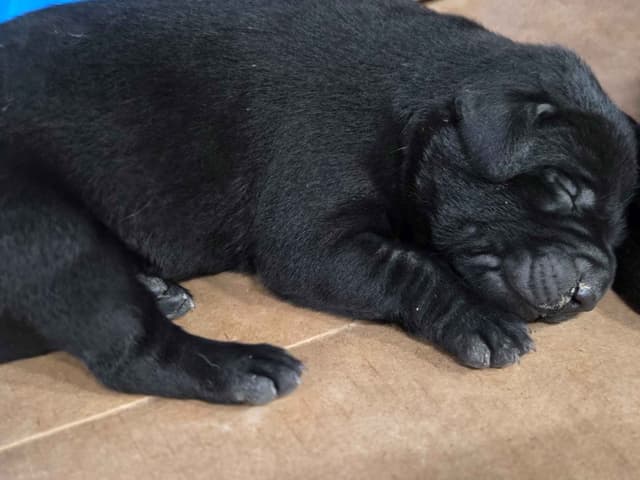 White River Retrievers Labrador Retriever Puppies media 3