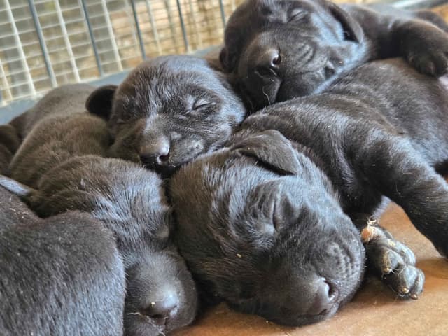 White River Retrievers Labrador Retriever Puppies media 5