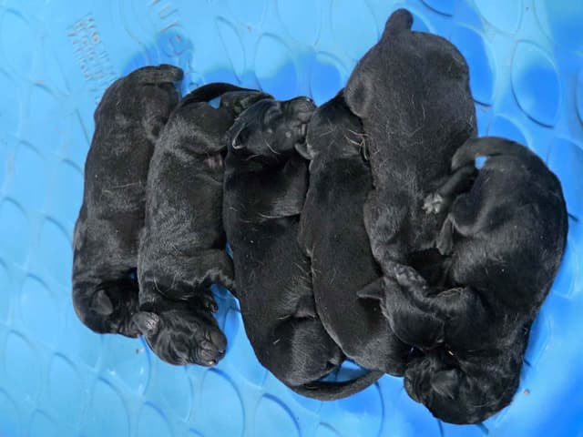White River Retrievers Labrador Retriever Puppies media 6