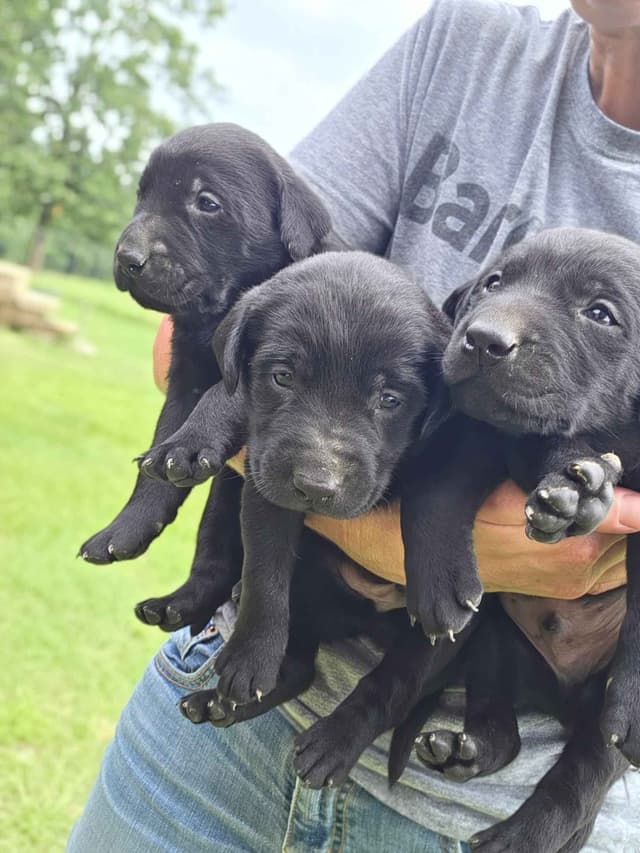 White River Retrievers Labrador Retriever Puppies media 9