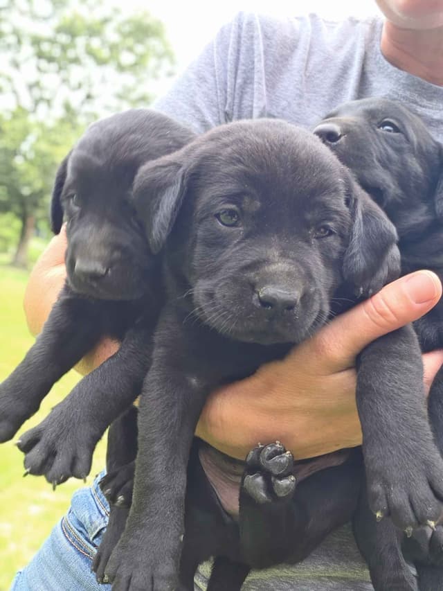 White River Retrievers Labrador Retriever Puppies media 8