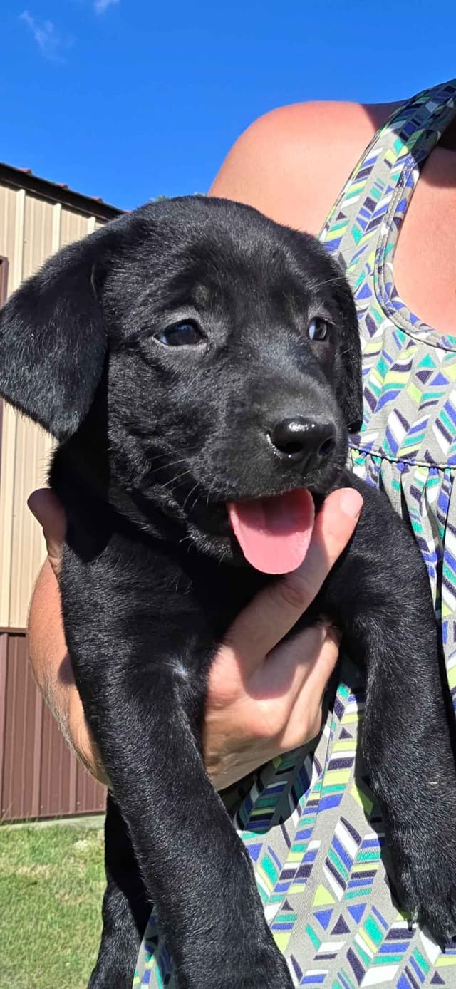 White River Retrievers Labrador Retriever Puppies media 10