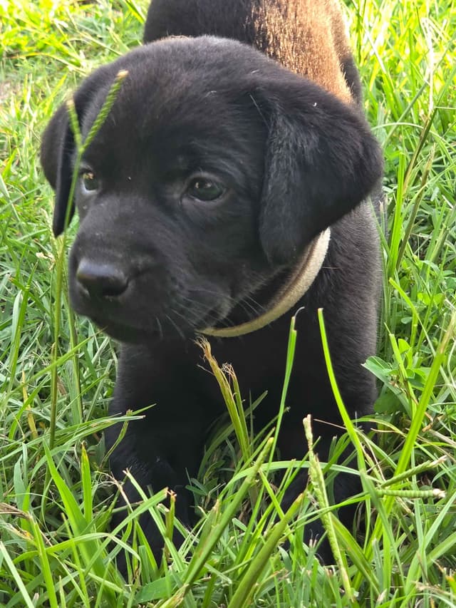 White River Retrievers Labrador Retriever Puppies media 11