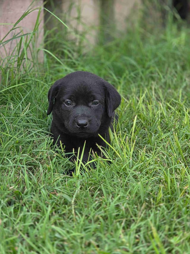 White River Retrievers Labrador Retriever Puppies media 12