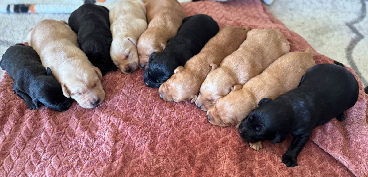 Labrador Retriever Puppies breeder image 1