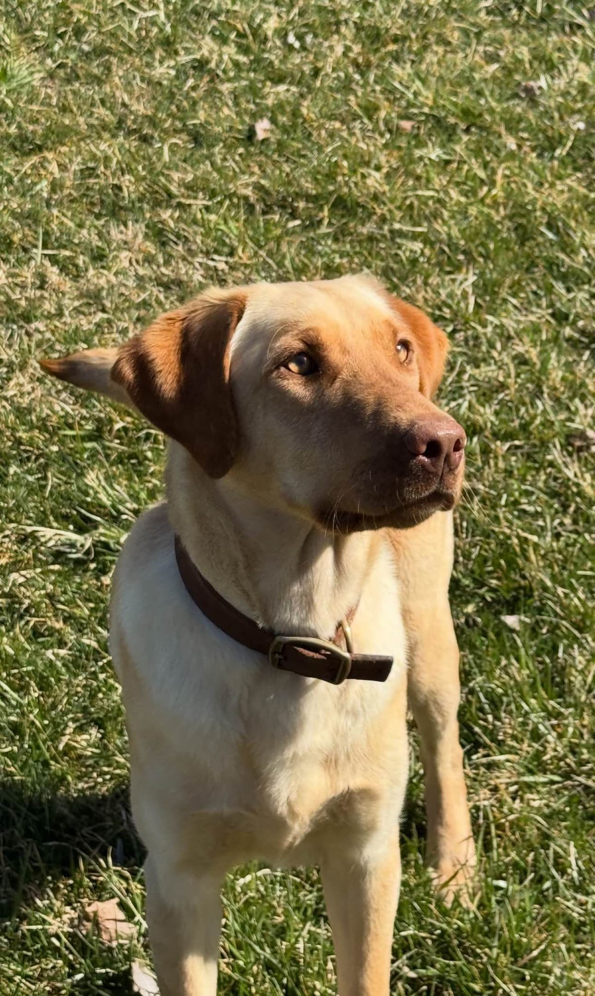 Labrador Retriever Puppies breeder image 4