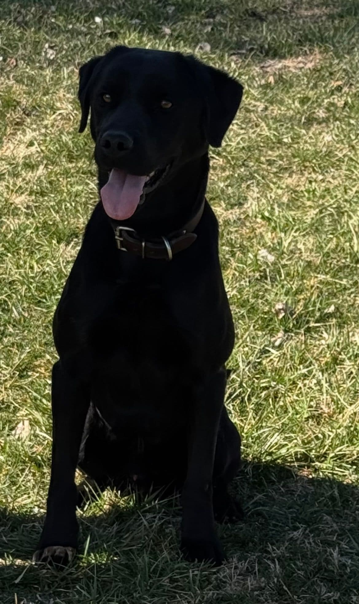 Labrador Retriever Puppies breeder image 5