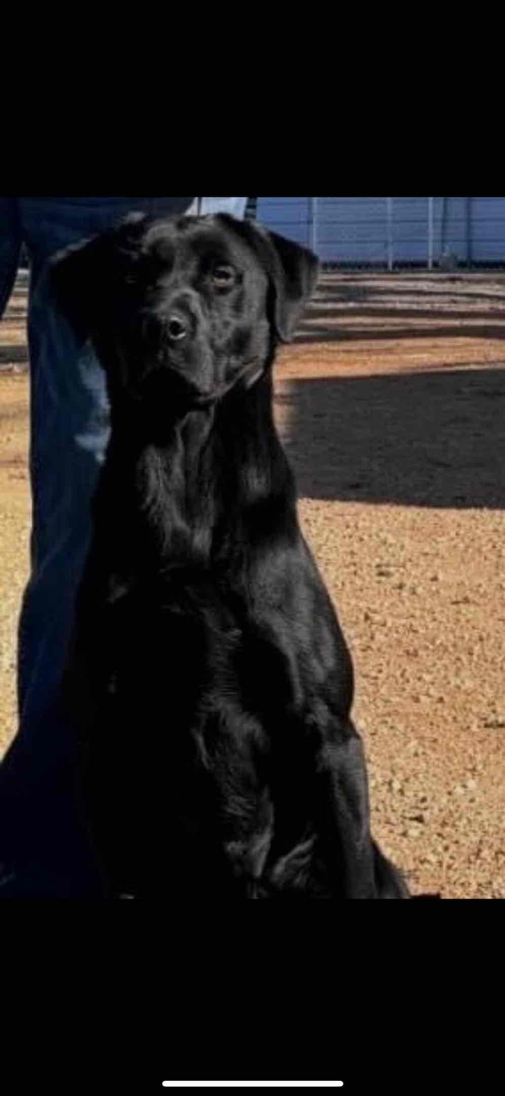 Labrador Retriever Puppies breeder image 6