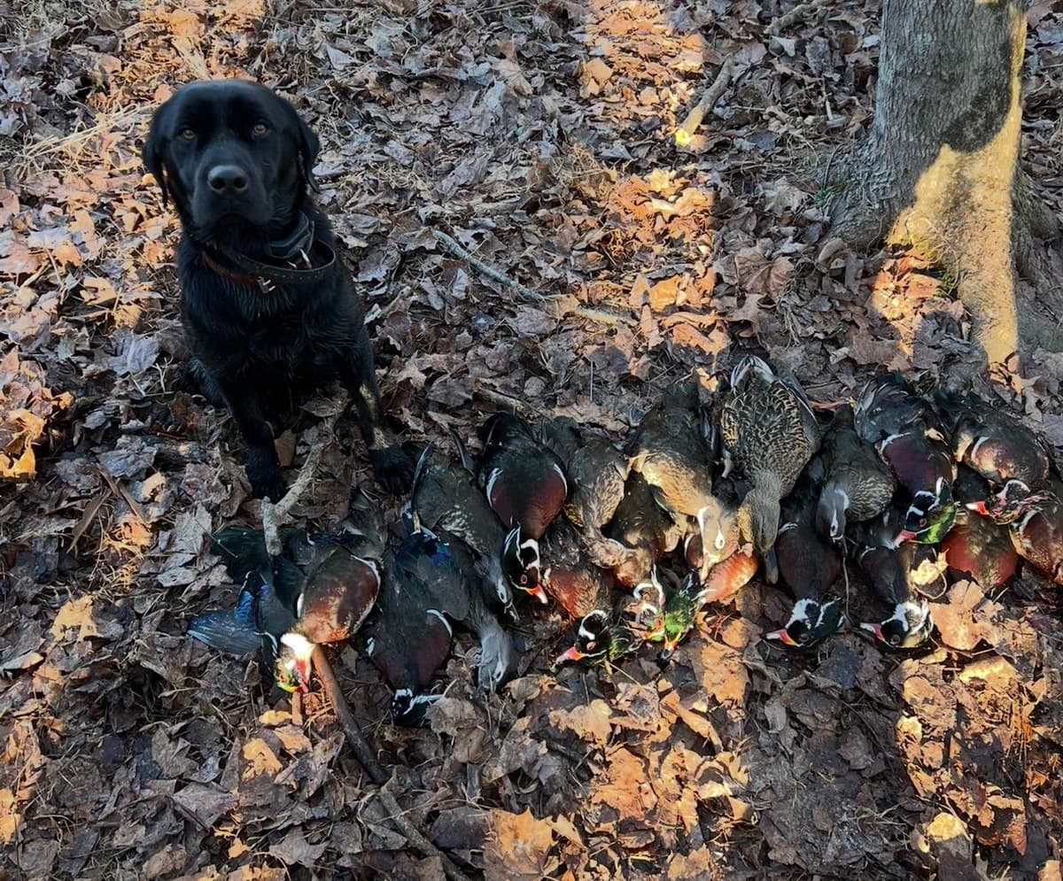 Labrador Retriever Puppies breeder image 7