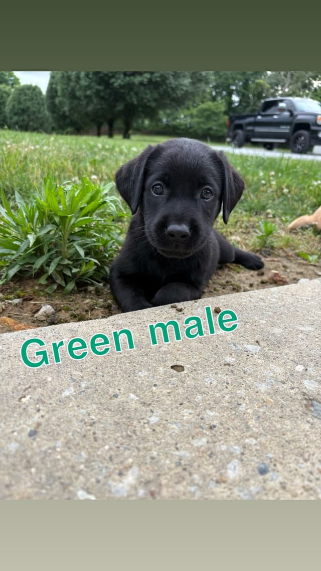 Labrador Retriever Puppies media 2