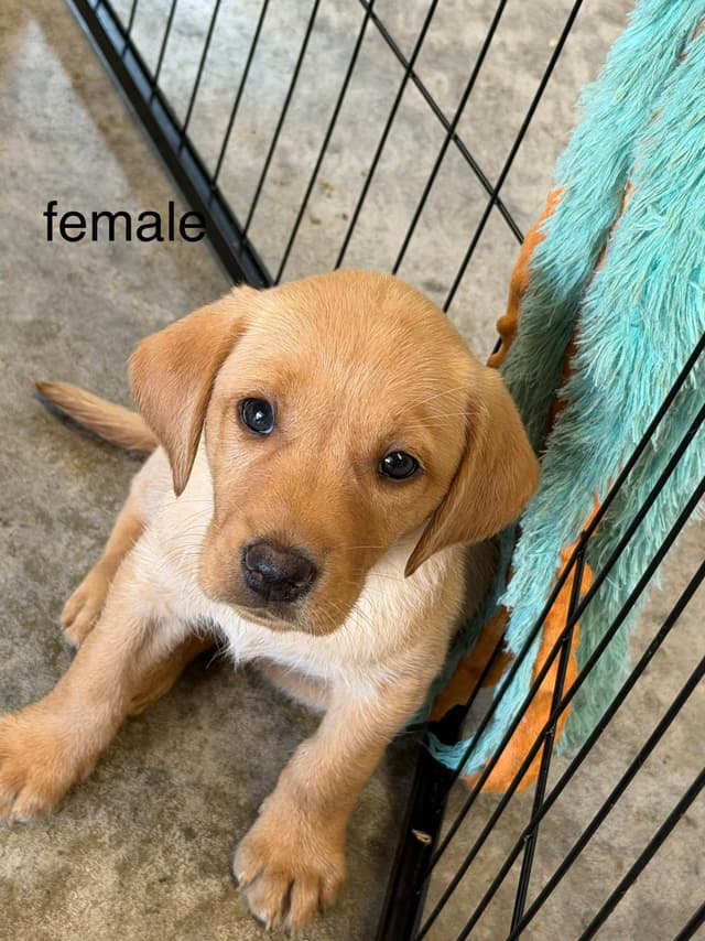 Labrador Retriever Puppies media 3