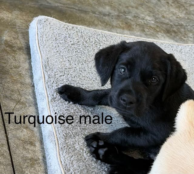 Labrador Retriever Puppies media 4