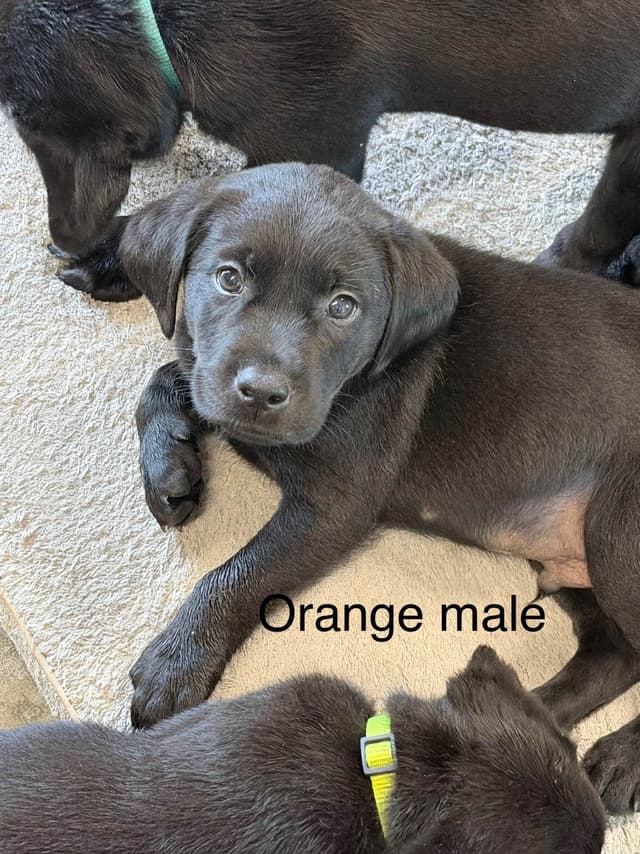 Labrador Retriever Puppies media 5