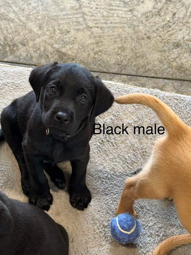 Labrador Retriever Puppies media 6