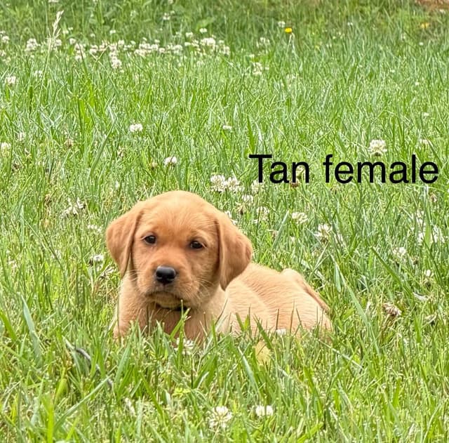 Labrador Retriever Puppies media 7