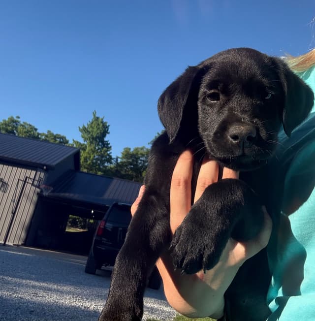 Labrador Retriever Puppies media 8