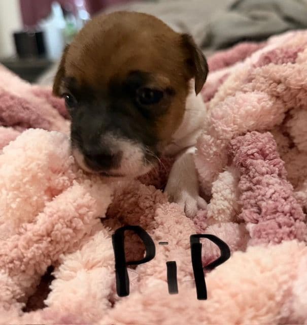 Jack Russell Puppies media 2