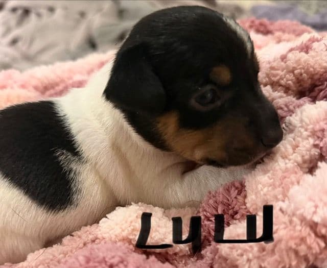 Jack Russell Puppies media 6