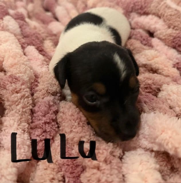 Jack Russell Puppies media 5