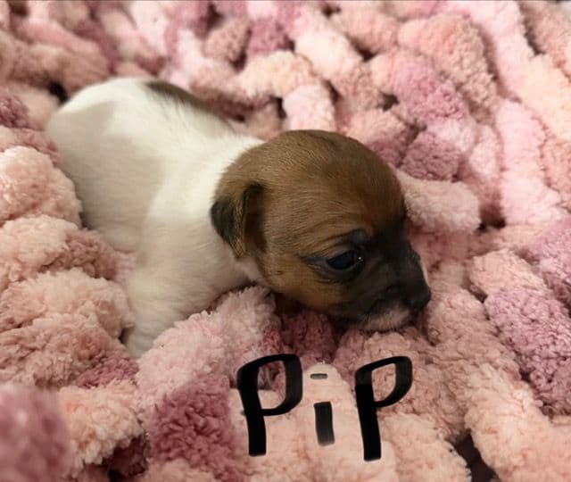 Jack Russell Puppies media 3