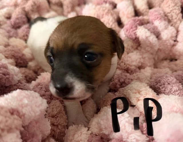 Jack Russell Puppies media 4