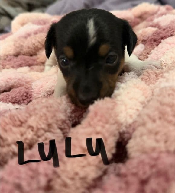 Jack Russell Puppies media 8