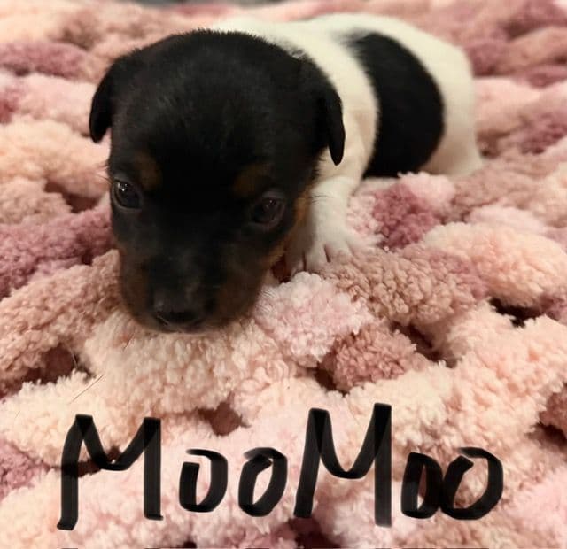 Jack Russell Puppies media 11
