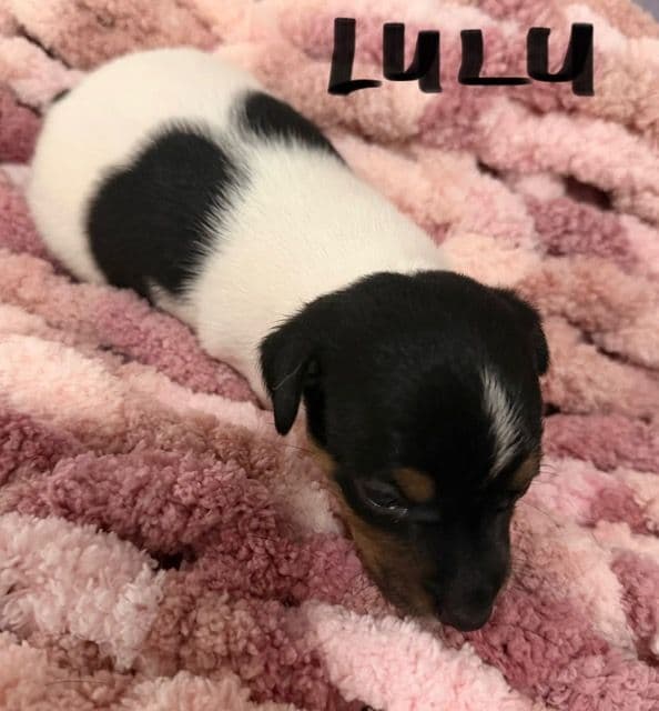 Jack Russell Puppies media 7