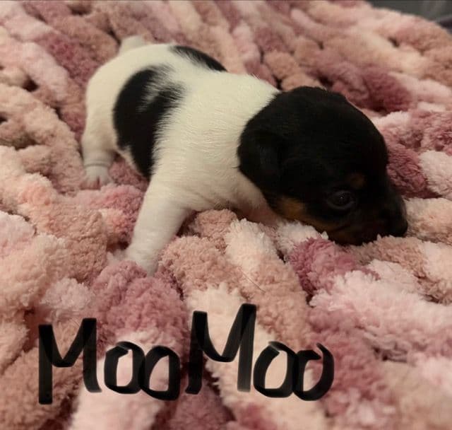 Jack Russell Puppies media 9