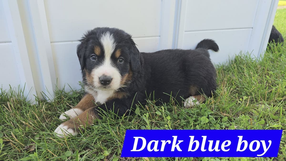 Bernese Mountain Dog Puppies breeder image 1