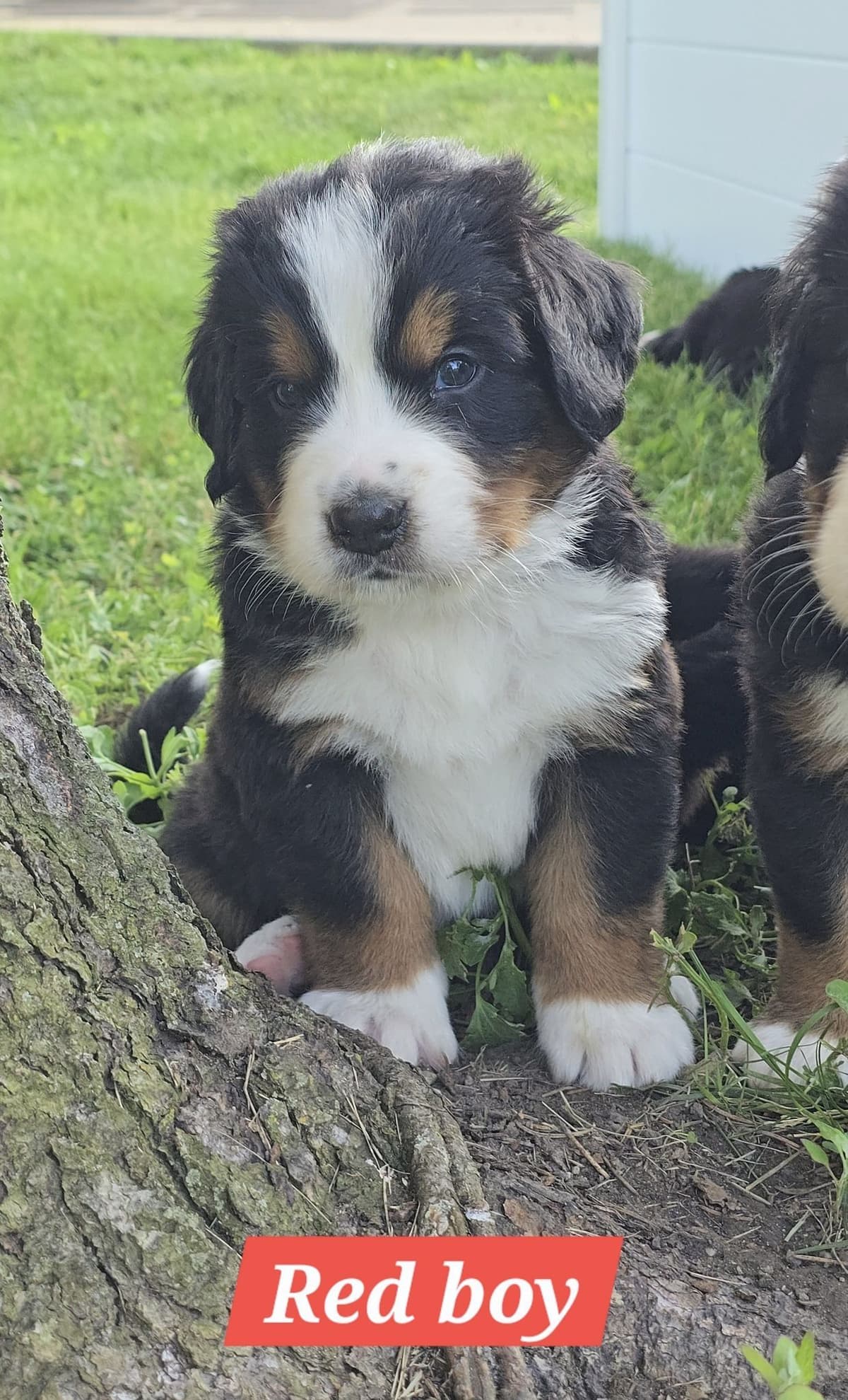 Bernese Mountain Dog Puppies breeder image 3