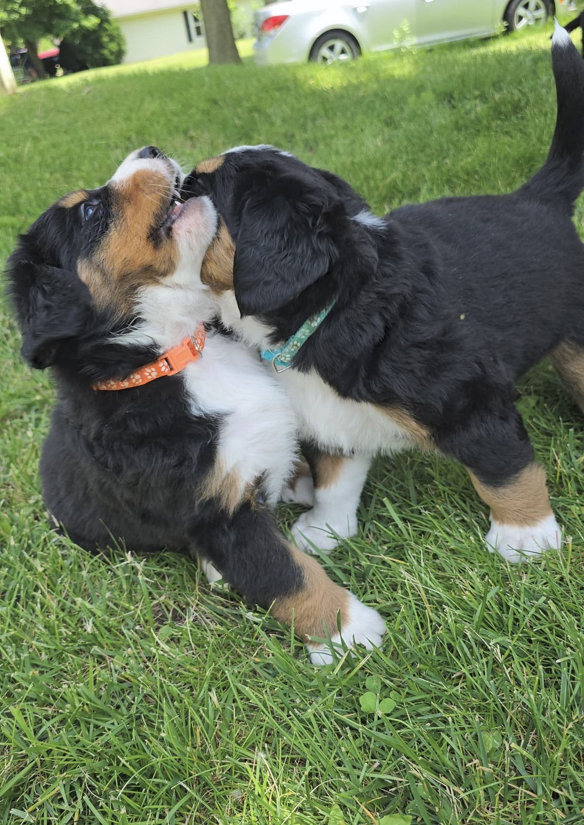 Bernese Mountain Dog Puppies breeder image 5