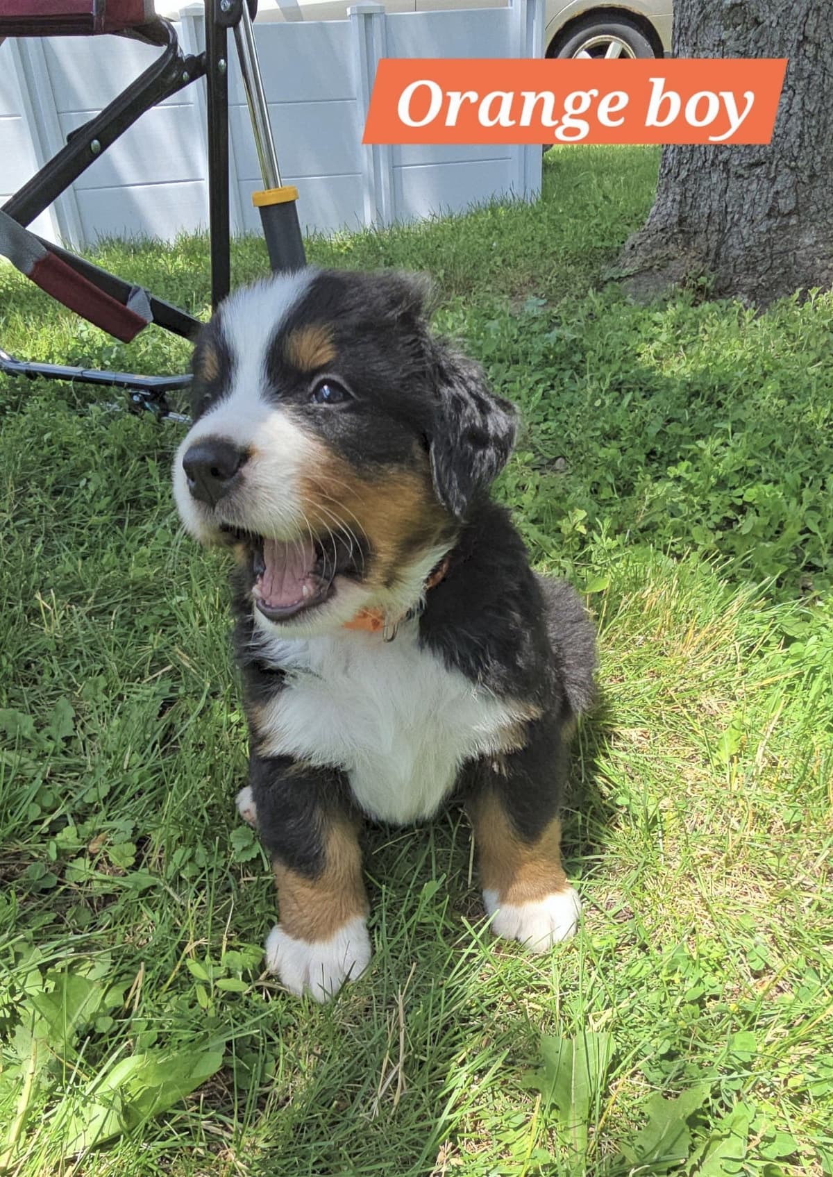 Bernese Mountain Dog Puppies breeder image 6