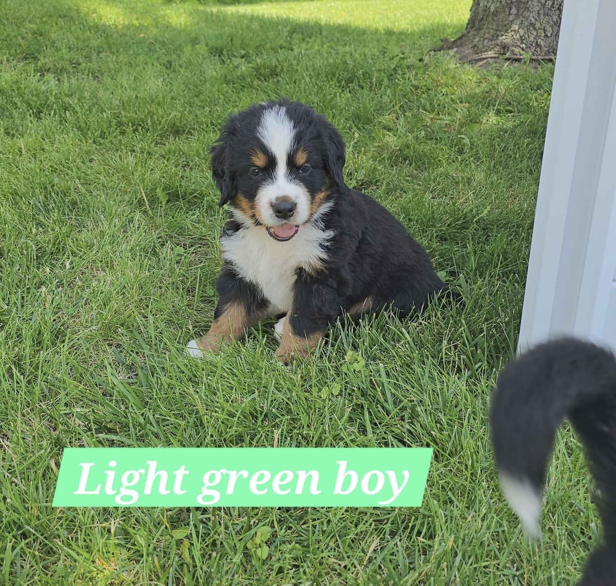 Bernese Mountain Dog Puppies breeder image 7