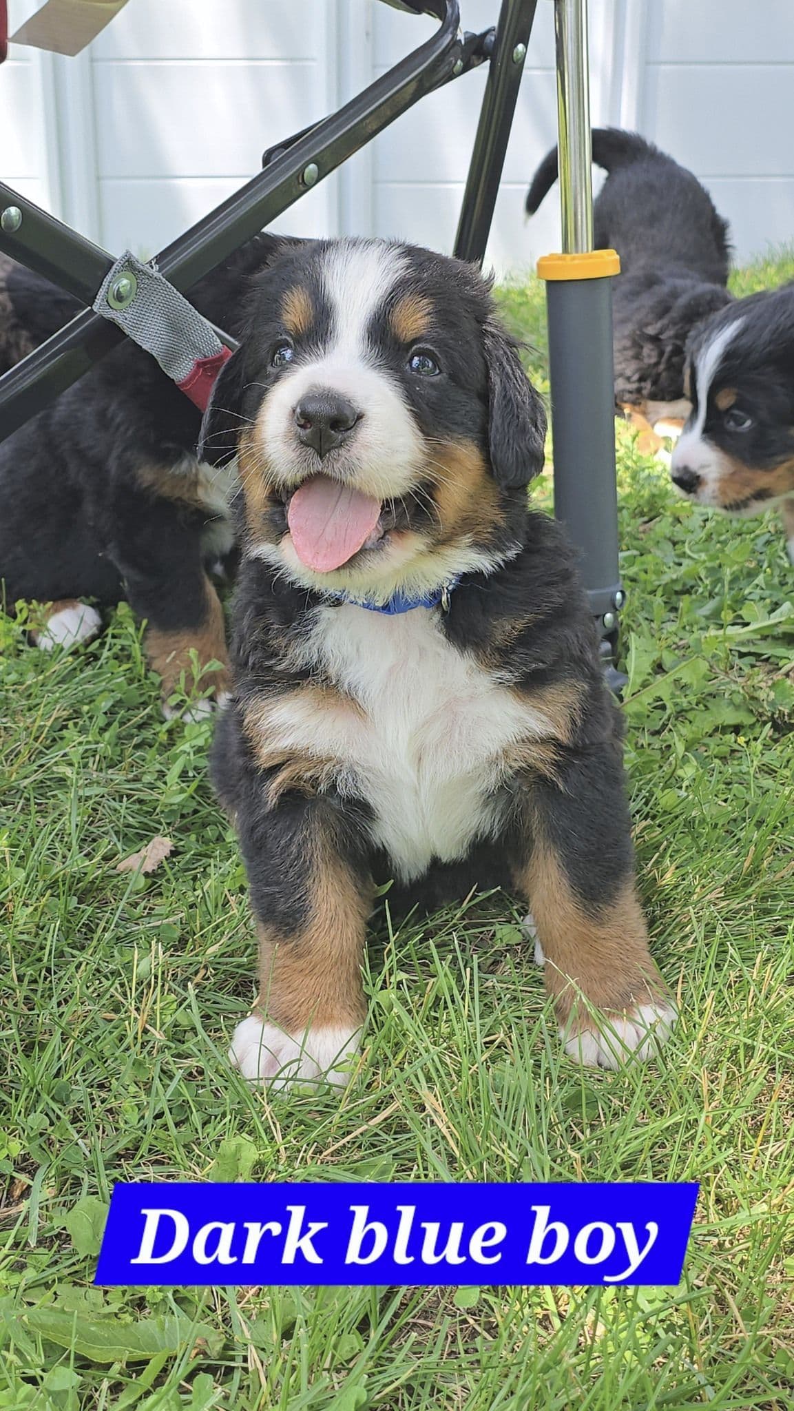 Bernese Mountain Dog Puppies breeder image 8