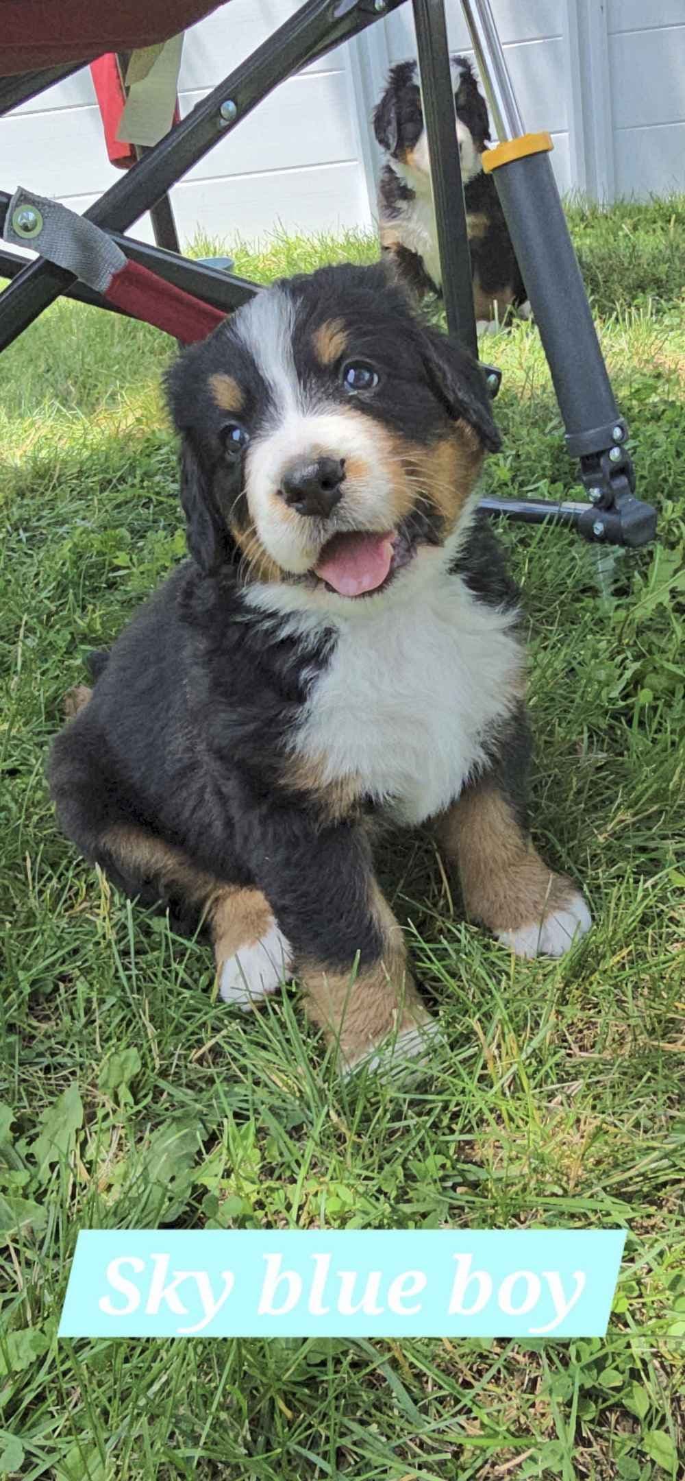 Bernese Mountain Dog Puppies breeder image 9