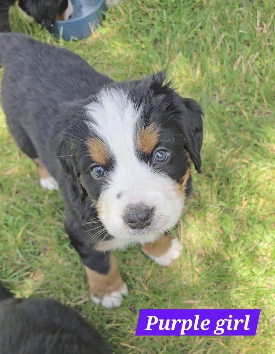 Bernese Mountain Dog Puppies breeder image 10