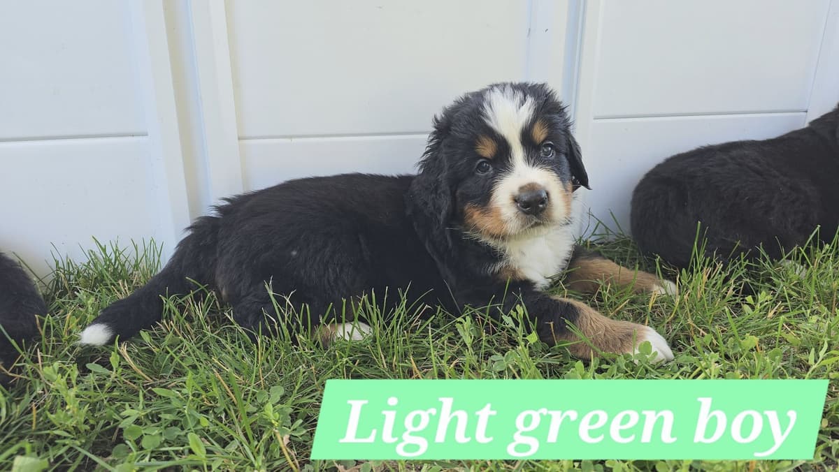Bernese Mountain Dog Puppies breeder image 12