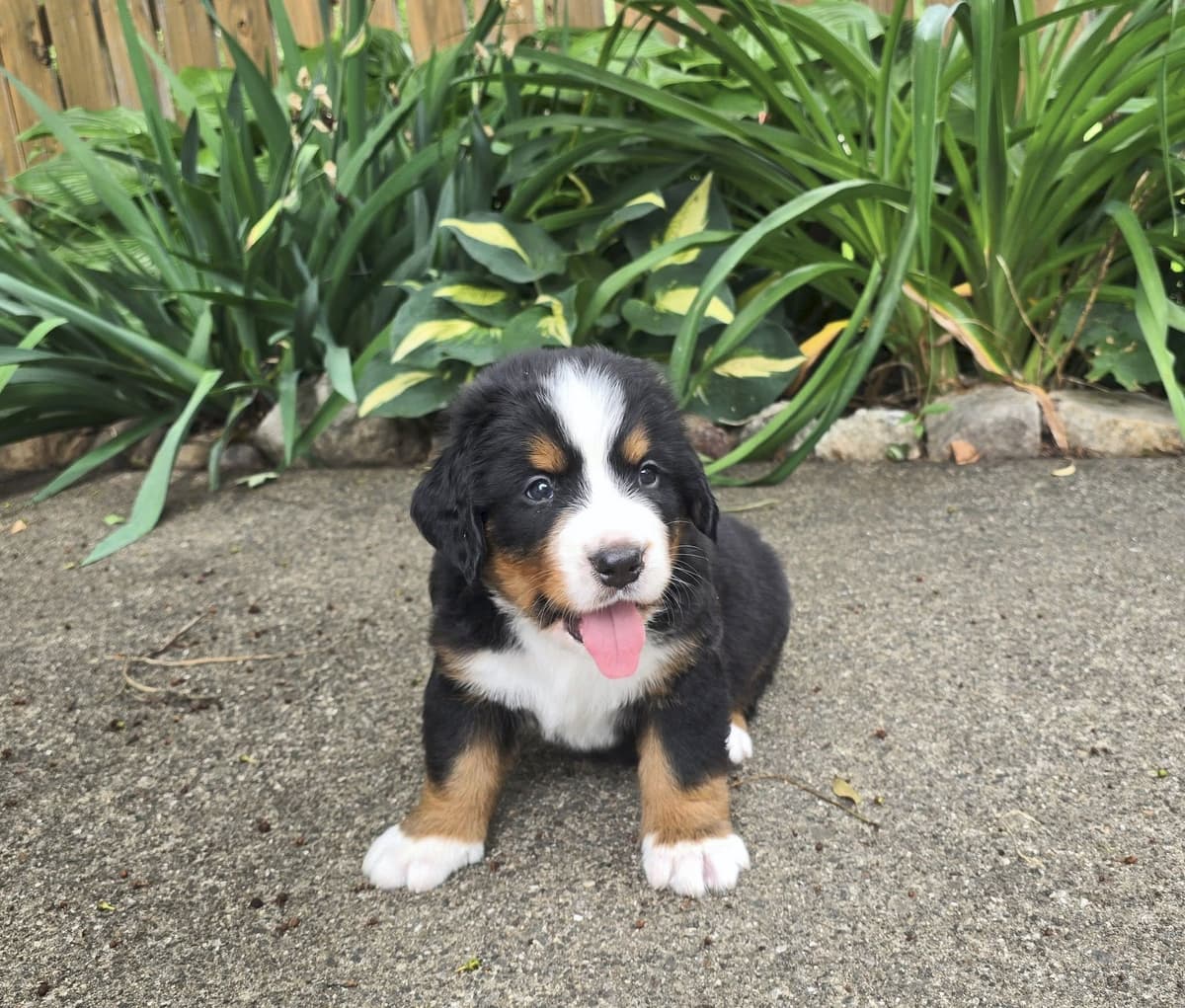 Bernese Mountain Dog Puppies breeder image 13
